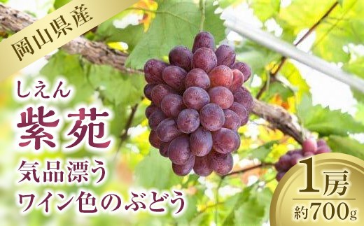 紫苑 1房 700g【葡萄 ぶどう フルーツ 果物 くだもの 数量限定 岡山県産 おすすめ 人気 新鮮】岡山県15000果物・フルーツマスカット・ぶどう