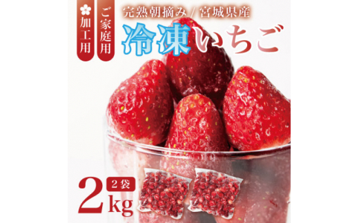 宮城県産 完熟冷凍いちご 2kg(1kg×2袋)<加工用・ご家庭用>ヘタ無しで便利♪通年出荷【1497570】宮城県15000果物・フルーツいちご