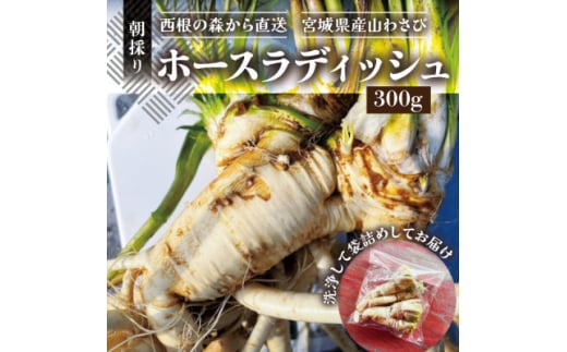 ̐X璼z[XfBbV(300g) {錧Y ̂_ƒ̎R킳сy1557228z{錧10000؁Ê̑ 