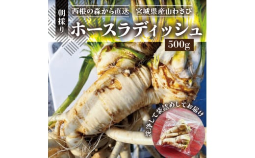 ̐X璼z[XfBbV(500g) {錧Y ̂_ƒ̎R킳сy1557230z{錧15000؁Ê̑ 