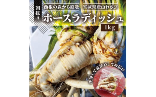 <西根の森から直送>ホースラディッシュ(1kg) 宮城県産 朝採り農家直送の山わさび【1557233】宮城県20000野菜・きのこその他 野菜