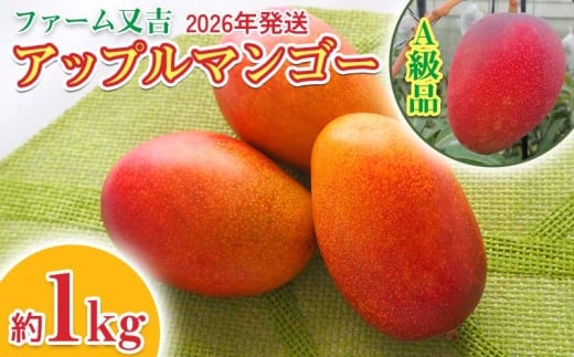 2026年発送【ファーム又吉】A級品アップルマンゴー 約1kg フルーツ 果物 期間限定 数量限定 先行予約 南国 プレゼント お土産 おみやげ ギフト くだもの 季節 おきなわ 青果 デザート おすす