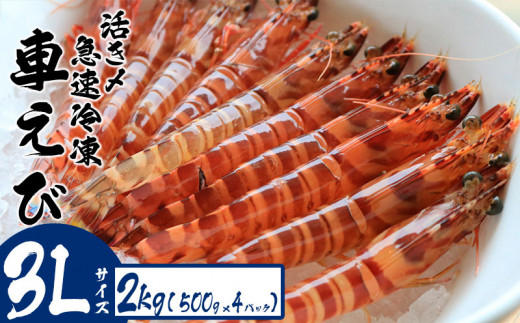 活き〆急速冷凍車えび【3Lサイズ】 2kg(500g×4パック) お刺身 お刺身 天ぷら フライ 急速冷凍 エビ 鮮度 おせち 養殖 瞬間冷凍 甲殻類 海産物 うまみ 瞬間冷凍  海鮮 くる 海老沖縄県名護市