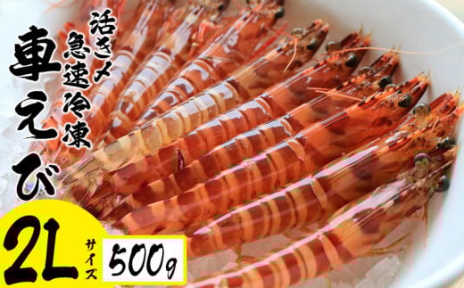 活き〆急速冷凍車えび【2Lサイズ】 500g エビ えび 海老 刺身 さしみ おせち 食材 食べ物 海産物 海産 沖縄 名護 くるまえび お取り寄せ うまみ 甲殻類  冷凍沖縄県名護市17000魚介・海産物エ