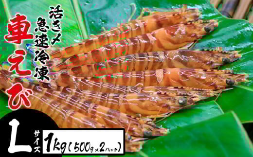 活き〆急速冷凍車えび【Lサイズ】 1kg(500g×2パック) お刺身 塩焼き 天ぷら フライ 急速冷凍 エビ 鮮度 おせち 養殖 瞬間冷凍 甲殻類 海産物 うまみ  海鮮 くるまえび 海老沖縄県名護市29000