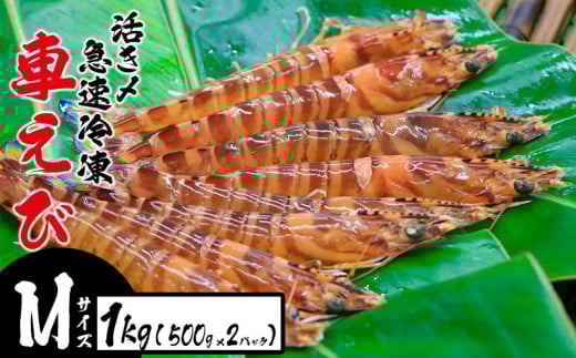 活き〆急速冷凍車えび【Mサイズ】 1kg(500g×2パック) お刺身 塩焼き 天ぷら フライ 急速冷凍 エビ 鮮度 おせち 養殖 瞬間冷凍 甲殻類 海産物 うまみ  海鮮 くるまえび 海老沖縄県名護市28000