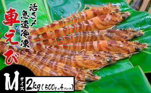 Y}ⓀԂсyMTCYz@2kgi500g×4pbNj hg Ă VՂ tC }Ⓚ Gr Nx  {B uԗⓀ bk CY ܂  CN ܂ CVꌧs52000