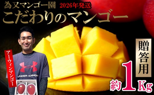 【2026年発送】為又マンゴー園 贈答用 こだわりのマンゴー 約1kg フルーツ 果物 期間限定 数量限定 マンゴー ギフト おみやげ お土産 プレゼント 南国 デザート 青果 おきなわ 沖縄 くだ