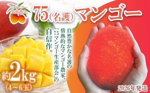 2026年発送【75マンゴー生産部会】 75(名護)マンゴー 約2kg フルーツ 果物 期間限定 数量限定 マンゴー おすすめ 人気 冷蔵 夏 スイーツ 南国 プレゼント お土産 おみやげ ギフト くだもの