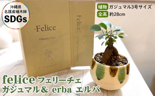 『feliceフェリーチェ』ガジュマル& erba エルバ【名護産植木鉢SDGs】 やちむん 焼き物 陶芸 ガジュマル 植木鉢 体験 伝統 工芸 鑑賞用 観葉植物 インテリア 初心者 ふるさと納税 沖縄 おきな