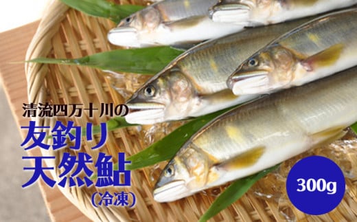 四万十川中流域の「友釣り天然鮎」 300g (4〜6匹)  Qdr-51 /アユ あゆ  冷凍 しまんと 高知 ギフト贈り物 プレゼント お取り寄せ 父の日 母の日 敬老の日 お歳暮 お中元 御年賀高知県四万十