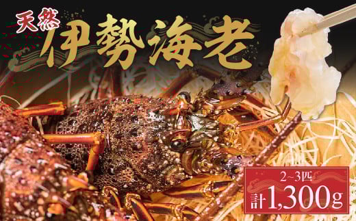 漁港直送!四万十町産の天然伊勢海老2〜3匹(計1300g)Dns-Z15 海鮮 魚介類 伊勢海老 伊勢エビ いせえび 海老 エビ ギフト 贈答高知県四万十町48000魚介・海産物エビ