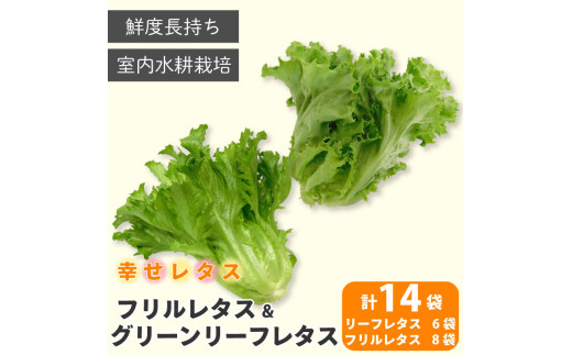 野菜 詰め合わせ セット レタス 計14個 サラダ グリーンリーフレタス 6個 フリルレタス 8個 水耕栽培  LED 栽培 低菌 野菜 丸ごと ベジタブル 副菜 常備菜 サラダ ヴィーガン ヘルシー  幸せレ