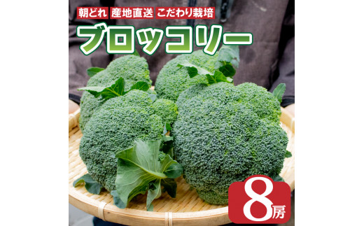 ubR[ 8{ 2kgȏ  ₳ Y ̂ VN { Gߖ Yn NxQ T_ X[v X`  V`[ J[ aH mH  r^~ e N ①  O