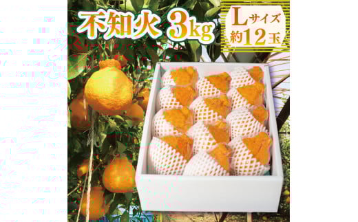 先行予約 不知火 約3kg Lサイズ 12玉 しらぬい みかん 蜜柑 果物 フルーツ 柑橘 オレンジ ゼリー ジュース アイス ケーキ デザート スイーツ ジャム 糖度 甘い ビタミン 美容 健康  徳島県 阿波
