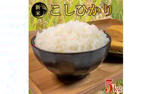コシヒカリ 無洗米 5kg 令和7年産 米 こめ ご飯 ごはん おにぎり 白米 精米 新米 無洗米 卵かけご飯 食品 備蓄 備蓄米 保存 防災 ギフト 贈答 プレゼント お取り寄せ グルメ  徳島県 阿波市 須