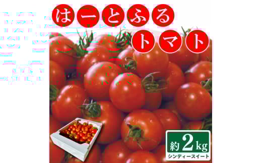 g}g  2kg VfB[XC[g ́[Ƃӂg}g  ₳ g}g ~fBg}g W[X pX^ XpQeB[ \[X T_ hbVO ThCb` no[K[ sU J[