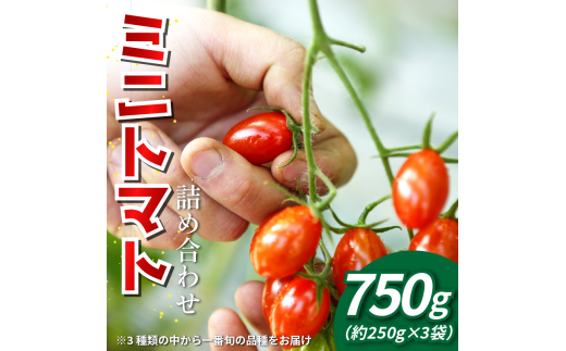 【先行予約】 トマト ミニトマト 750g ( 250g × 3袋 ) 小分け フランティーノ アマイマリー チコ 野菜 やさい トマト ジュース パスタ スパゲティー ソース サラダ ドレッシング サンドイッチ