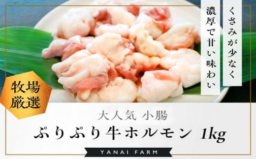 〈口どけなめらか〉梁井 ぷりぷりホルモン 1kg(小腸)【コラーゲン 牛もつ 小腸 ぷりぷり 弾力 焼肉 鍋 もつ鍋 味噌煮込み 小分け パック】K081026佐賀県基山町21000肉牛肉