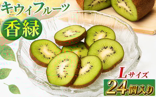希少キウイフルーツ 「香緑」。Lサイズ 24個入り 糖度16度。甘くておいしい【 高級ブランド】<出荷時期:2025年12月15日出荷開始〜2026年1月15日出荷終了>【キウイ フルーツ 神奈川県 南足