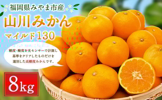 B35 山川みかん 8kg マイルド130 数量限定 柑橘 みかん ミカン 蜜柑 【2025年11月上旬〜12月上旬迄順次発送予定】福岡県みやま市24000果物・フルーツみかん・柑橘類