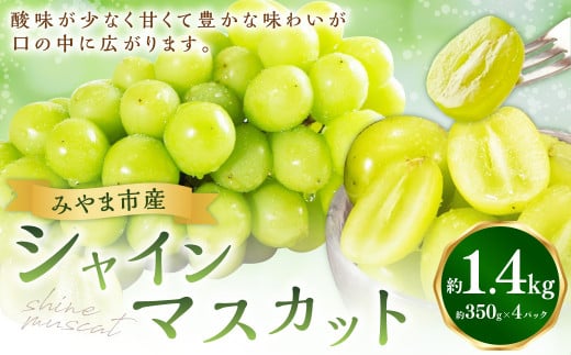 A279 シャインマスカット 約1.4kg(350g×4パック)【2024年8月上旬〜2024年9月上旬に順次発送予定】 マスカット 果物 くだもの福岡県みやま市18000果物・フルーツマスカット・ぶどう
