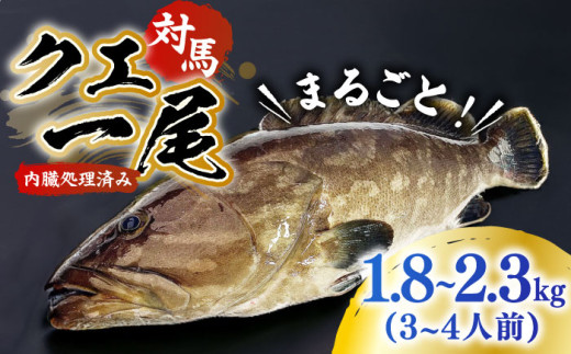 yőz ΔnYNG ۂ1CIsΔnstyGYX^Cz VN } hg Ԃ   A  j v[g җ  Xs[h ŒZ [WCN001]