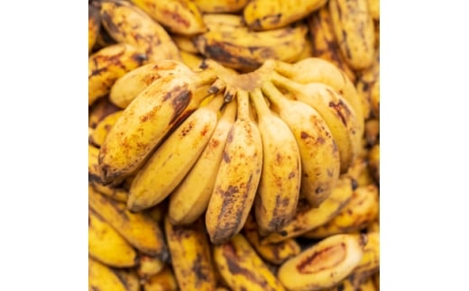 ŒցAhoXEt@[!``H̃Abvoii֑S3y4074982zꌧ36000ʕEt[c̑ ʕEt[c