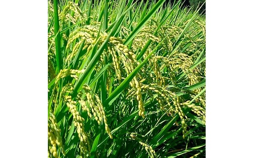 信州産コシヒカリ「桃つや米」10s長野県中川村28000米・パン白米