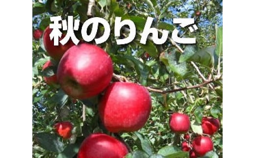 農家直送】富永農園の秋のりんご【訳あり】約10Kg± 最終発送日11月10日(予定)長野県中川村16000果物・フルーツりんご・梨