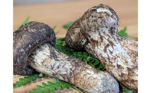 中川村の秋の味覚 松茸 約200g長野県中川村80000野菜・きのこきのこ