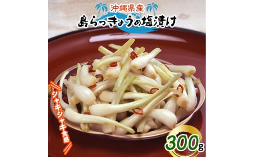 傤̉Ђ300gy1036254zꌧÎ[13000ZbgE؁EHHiЕE~EL`