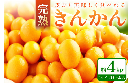 完熟きんかん/金柑 4kg 秀品 Lサイズ以上≪先行予約2026年2月頃より順次発送分≫和歌山県御坊市14500果物・フルーツみかん・柑橘類