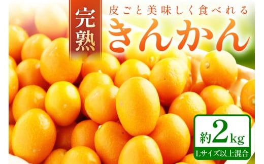 完熟きんかん/金柑 約2kg 和歌山産≪先行予約2026年2月頃より順次発送分≫和歌山県御坊市9500果物・フルーツみかん・柑橘類