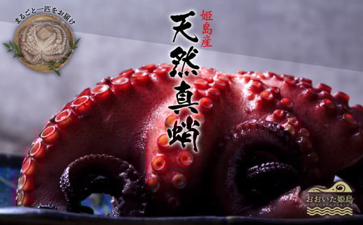 姫島産 天然真蛸 1匹 C14大分県姫島村13000魚介・海産物イカ・タコ・ウニ