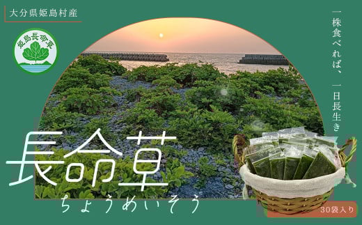 姫島村産 長命草 ペースト 1箱(30袋入り)  P1大分県姫島村14000野菜・きのこその他 野菜