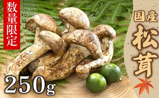 yʌz VR 250g сAĂAyrȂ ˔ F4N-2523򕌌Ðs135000؁Ê̂