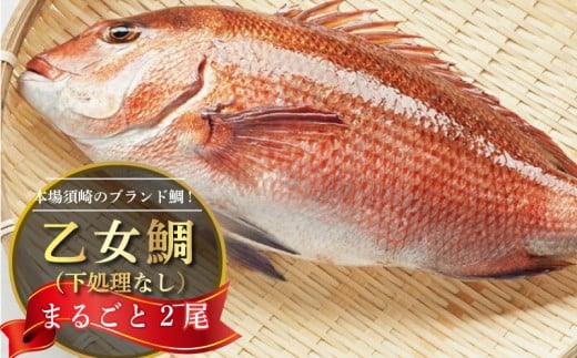 鯛 まるごと 2尾 ( 2kg 〜 2.5kg ) 産地直送 高知県 乙女鯛 小島水産 ブランド鯛 新鮮 魚 鮮魚 ブランド 尾頭付き 刺身 お刺身 鯛めし 鯛鍋 鯛しゃぶ パエリア 高知県 須崎市 お祝い 贈答 ギフト