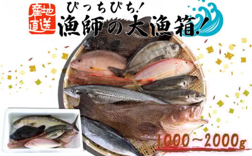 魚 鮮魚 ボックス 1kg〜2kg 旬 鮮度 抜群 おまかせ 詰め合わせ 海鮮 魚介 新鮮 高知県 須崎市 MT004高知県須崎市22000魚介・海産物その他 魚介・海産物