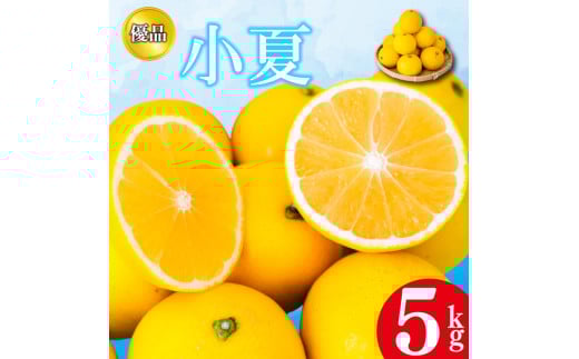 【2026年4月より発送】 小夏 優品 5kg 贈答用 高知県産 早期予約 柑橘 フルーツ 果物 みかん ミカン 蜜柑 こなつ ニューサマーオレンジ  日向夏 期間限定 季節限定 産地直送 高知県 須崎 KJS007高