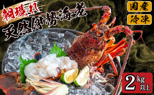 【2025年4月より順次配送】朝穫れ 天然 伊勢海老 2kg 以上 伊勢海老 伊勢エビ 伊勢 海老 エビ イセエビ 生きたまま発送 刺身 焼き物 お味噌汁 鍋 ボイル エビフライ アレンジ可 産地直送 職人