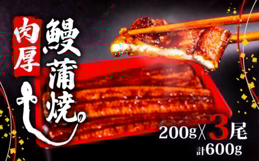 うなぎ 蒲焼 肉厚 鰻 600g ( 200g×3尾 セット ) ふっくら 香ばしい 頭付き 鰻 手焼き 蒲焼 タレ付き ふっくら 香ばしい うなぎ蒲焼き 鰻蒲焼 台湾産 養殖鰻 養殖うなぎ 冷凍 惣菜 真空パック 温め