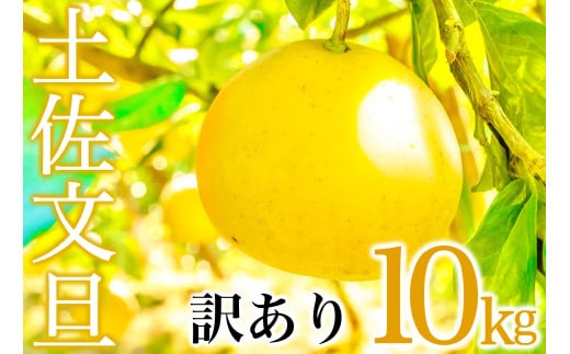 【早期予約開始】あわ地区 文旦 訳あり 家庭用 10kg 【2月中旬より順次配送】 高知県産 柑橘 フルーツ 文旦 ぶんたん ブンタン 果物 みかん 蜜柑 柑橘 産地直送 期間限定 季節限定 訳あり品