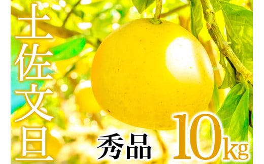 【早期予約受付開始】 あわ地区 文旦 秀品 10kg  【2月中旬より順次配送】 高知県産 柑橘 フルーツ 文旦 ぶんたん ブンタン 果物 みかん 蜜柑 柑橘 産地直送 期間限定 季節限定 高知県 須崎市