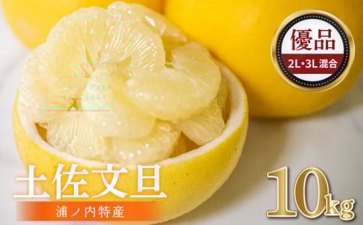 【早期予約開始!!2026年2月頃より順次発送】浦ノ内特産 土佐文旦 10kg 優品 2L ・ 3L 混合 | 果物 フルーツ 文旦 ぶんたん ブンタン みかん 蜜柑 柑橘 文旦 大玉 10キロ 人気 ランキング 数量限定