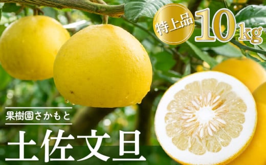 【2026年2月中旬より発送】 高知県産 土佐文旦 特上品 10kg 贈答用 時期 土佐 文旦 ぶんたん ブンタン 人気 旬 柑橘 フルーツ 果物 高知 須崎 KJS009高知県須崎市33000果物・フルーツみかん・柑橘