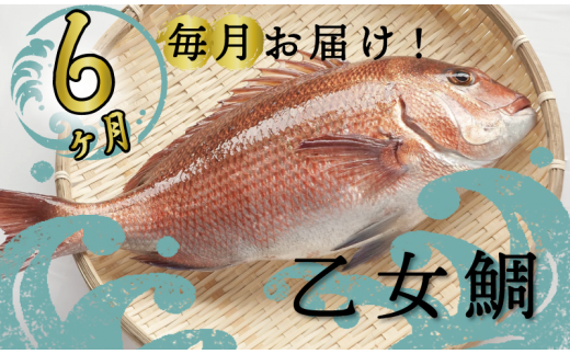 定期便 魚 6回 タイ 鯛 1匹分 刺身用半身 皮付き半身 頭付き ブランド 乙女鯛 鮮魚 刺身 鯛めし 刺し身 真鯛 高知県 須崎市高知県須崎市60000魚介・海産物鮮魚