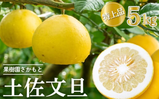 【2026年2月より発送】 高知県産 土佐文旦 特上品 5kg 贈答用 ぶんたん 時期 人気 旬 柑橘 フルーツ 果物 国産 ブランド ビタミン 生産者 産地 高知 須崎 KJS018_x高知県須崎市18000果物・フルーツ