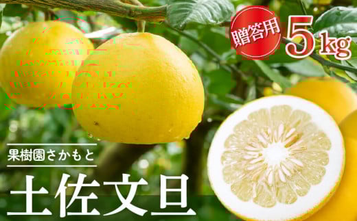 【2026年2月より発送】 高知県産 土佐文旦 ぶんたん 贈答用 5kg 優品 みかん 国産 ブランド 高知 ビタミン 生産者 産地 須崎市 KJS019-x高知県須崎市14000果物・フルーツみかん・柑橘類