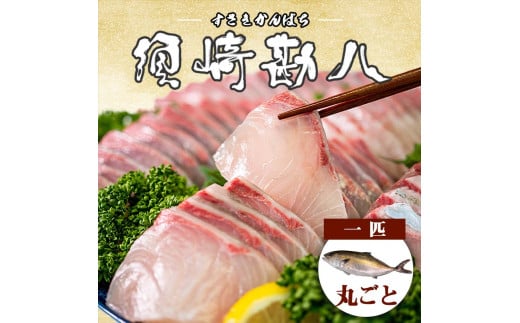 Jp` {芨 ܂邲1  ① _o hg hg  N CN  ςm{s30000ECYN